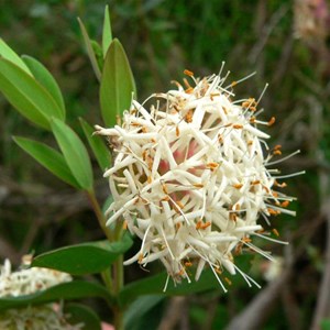 Pimelea ligustrina, Brindabella Ranges, ACT/NSW Dec 2014