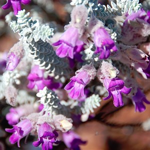 Woolly Erimophila