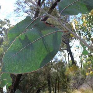 Bancroft Wattle, Expedition NP, SE Qld.