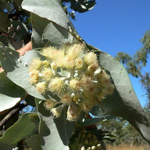 Eucalyptus pruinosa, Gregory NP, NT 2008