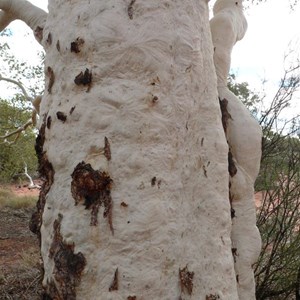 Eucalyptus/Corymbia aspera, Well 31 CSR, WA