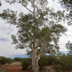 Eucalyptus/Corymbia aspera, Well 31 CSR, WA