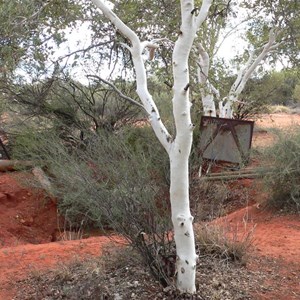 Eucalyptus/Corymbia aspera, Well 31 CSR, WA