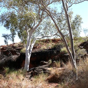 Eucalyptus/Corymbia aspera, Well 38 CSR, WA