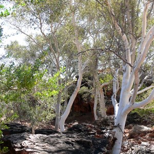 Eucalyptus/Corymbia aspera, Well 38 CSR, WA