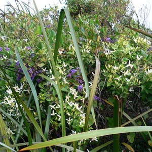 Clematis pubescens, Peaceful Bay, WA. Sept 2009