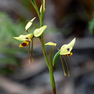 Tasmanian Tiger Orchid