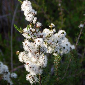 Kunzea