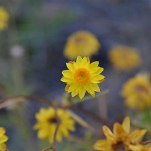 Golden Everlasting