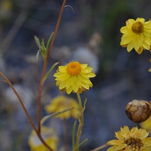 Golden Everlasting