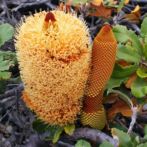 Bottlebrush