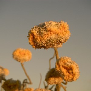 Simpson Desert Daisy