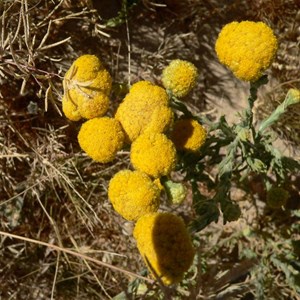 Yellow Billybuttons, Eyre Creek, Simpson Desert.