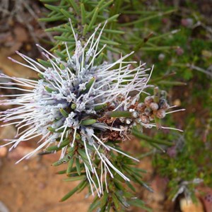 Hakea lehmanniana, Stirling Ranges NP, WA 2009