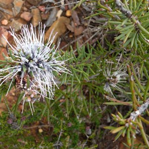 Hakea lehmanniana, Stirling Ranges NP, WA 2009