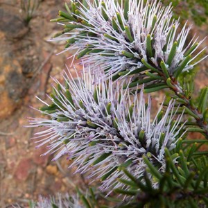 Hakea lehmanniana, Stirling Ranges NP, WA 2009