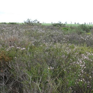 Diplopeltis huegelii along roadside near Mullewa, WA