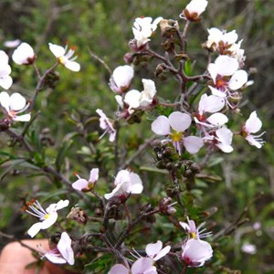 Diplopeltis huegelii along roadside near Mullewa, WA