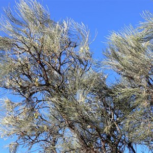 Hakea lorea subsp. lorea, near Laverton, WA