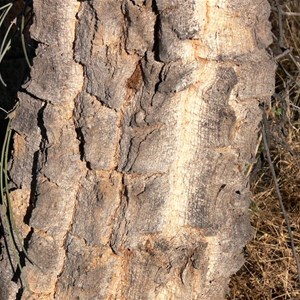 Hakea lorea subsp. lorea, near Laverton, WA