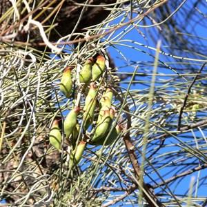 Hakea lorea subsp. lorea, near Laverton, WA