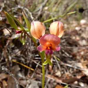 Purple Pansy Orchid