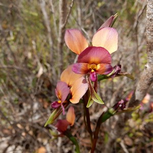 Purple Pansy Orchid