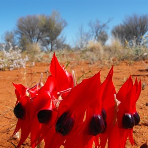 Stuart desert pea