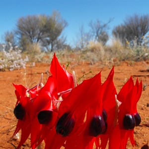 Stuart desert pea