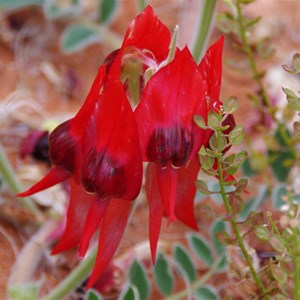 Colours of Roxby Downs - South Australia