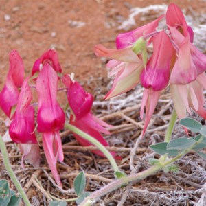 Colours of Roxby Downs - South Australia