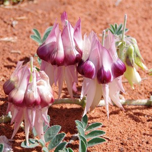 Colours of Roxby Downs - South Australia