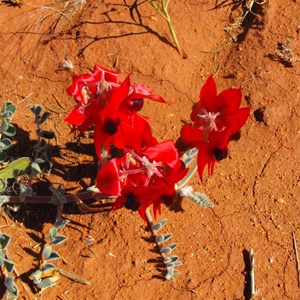 Stuart Desert pea