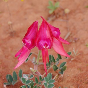 Colours of Roxby Downs - South Australia