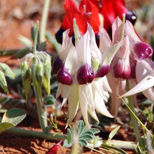 Colours of Roxby Downs - South Australia