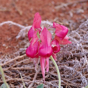 Colours of Roxby Downs - South Australia