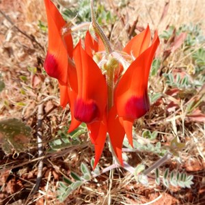 Sturts Desert Pea