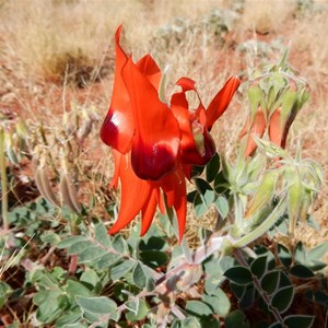 Sturt's Desert Pea