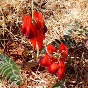 Sturt's Desert Pea