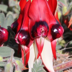 Sturt Desert Pea