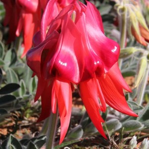 Sturt Desert Pea