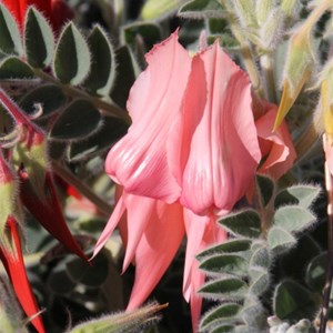 Sturt Desert Pea