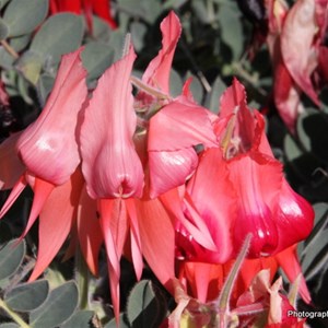 Sturt Desert Pea