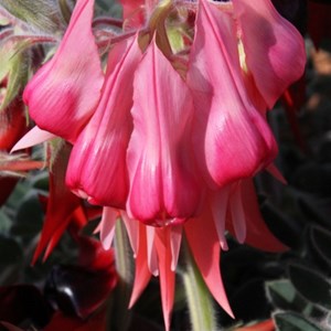 Sturt Desert Pea