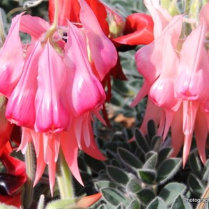 Sturt Desert Pea