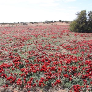 Sturt Desert Pea