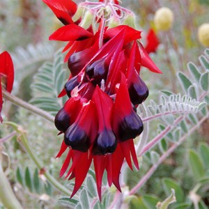 Colours of Roxby Downs - South Australia