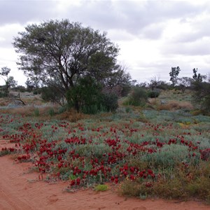 Colours of Roxby Downs - South Australia