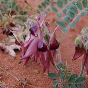 Colours of Roxby Downs - South Australia