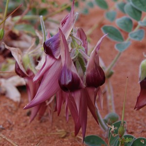 Colours of Roxby Downs - South Australia